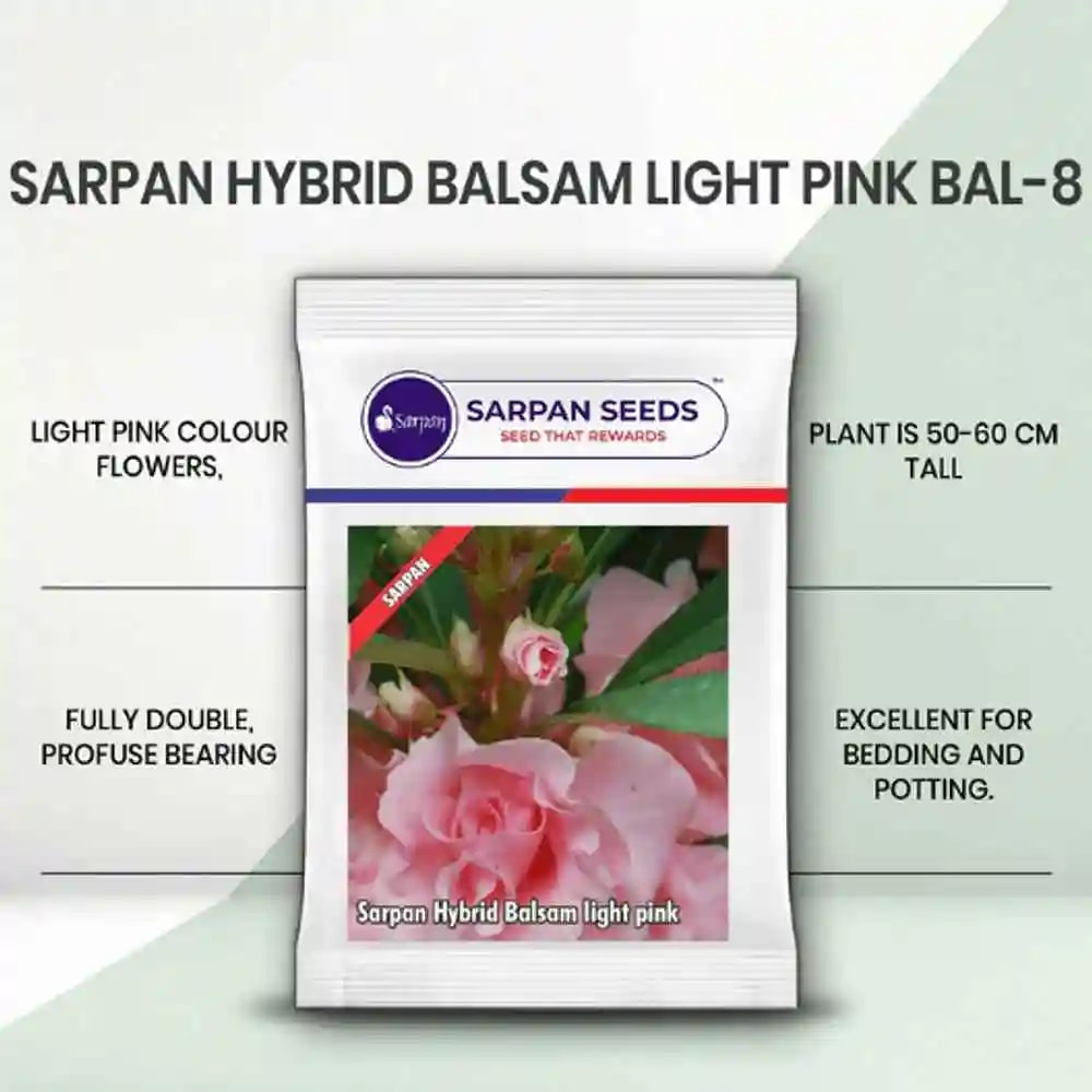 Sarpan Balsam-8 Flower Seed, Light pink flowers, Excellent for bedding and potting
