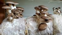 Mushroom Cultivation Supplement Used For Yield Enhancing For All Cultivable Mushroom 2