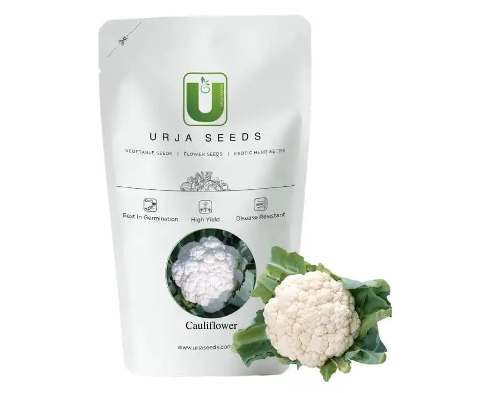 Urja Summit F1 Hybrid Cauliflower Seeds, Phool Gobhi Ke Beej, Best Germination - Image 1