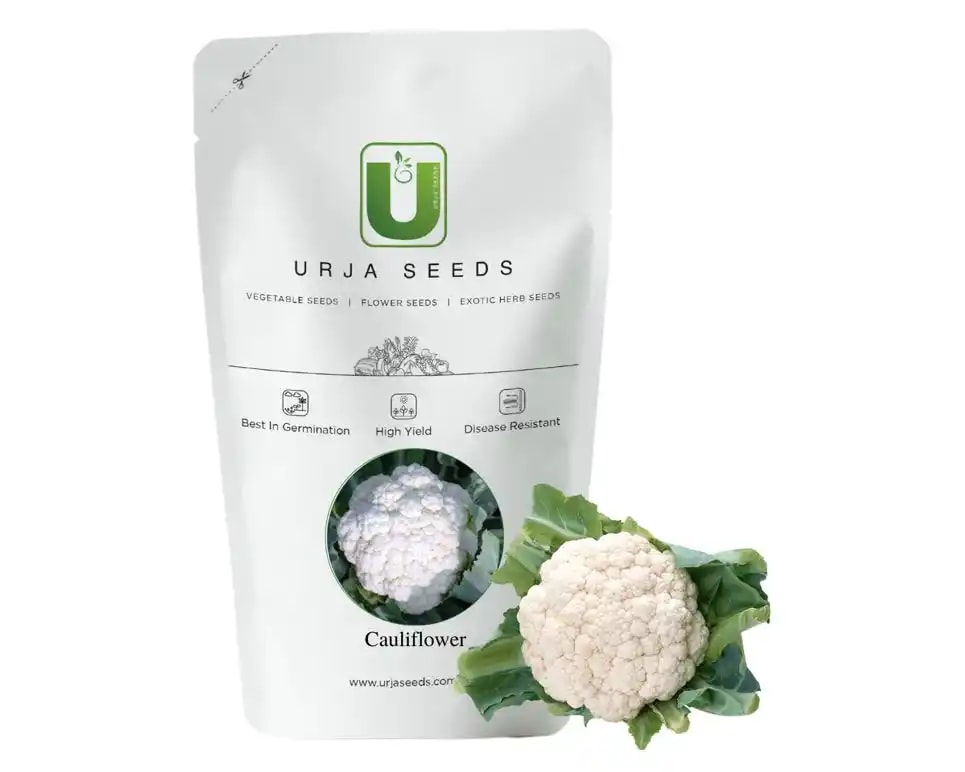 Urja Summit F1 Hybrid Cauliflower Seeds, Phool Gobhi Ke Beej, Best Germination