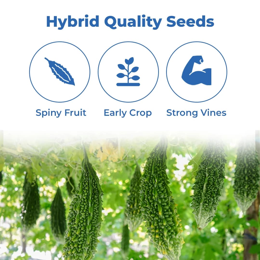 Jivit Hybrid F1 Hari Kranti Bitter Gourd Seeds. Dark Green Deep Green Ridged Fruits. - Image 3