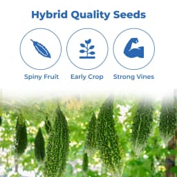 जिवित हाइब्रिड एफ1 हरि क्रांति करेले के बीज। गहरे हरे रंग के उभरे हुए फल, उच्च गुणवत्ता। 3