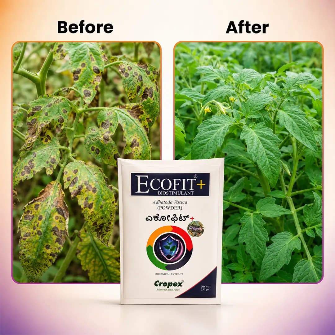 Cropex Ecofit+ Adhatoda Vasica Powder Botanical Extract Biostimulant For Potato Crops Growth - Image 6
