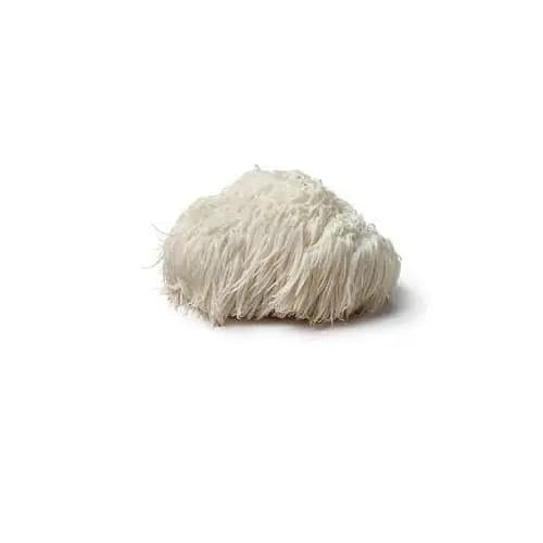 Lions Mane Mushroom Spawn Seed. White, globe-shaped fungi that have long, shaggy spines. - Image 1