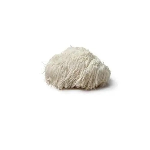 Lions Mane Mushroom Spawn Seed. White, globe-shaped fungi that have long, shaggy spines.
