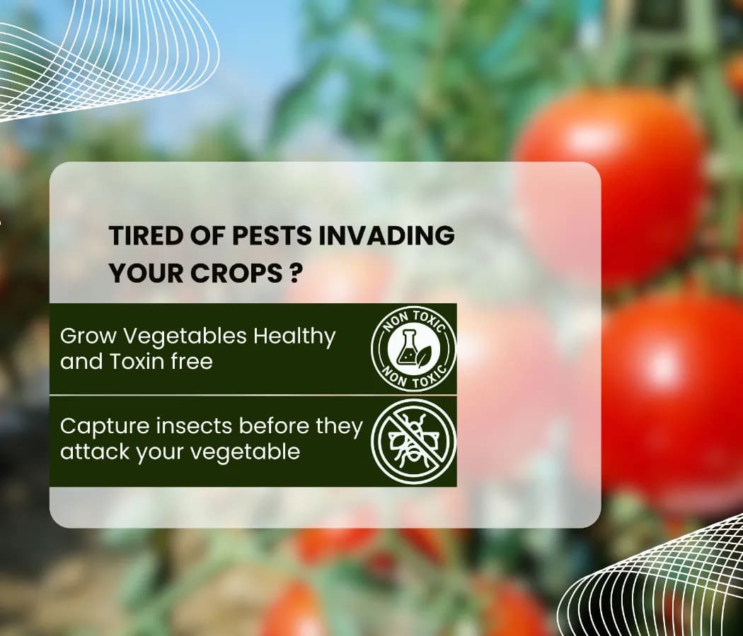 चिपकू - गम बैग, स्टिकी ट्रैप्स, DIY पैक, गम बोतल, येलो & ब्लू पॉलीबागस, कीटों को पकड़ने के लिए उपयोगी - Image 3