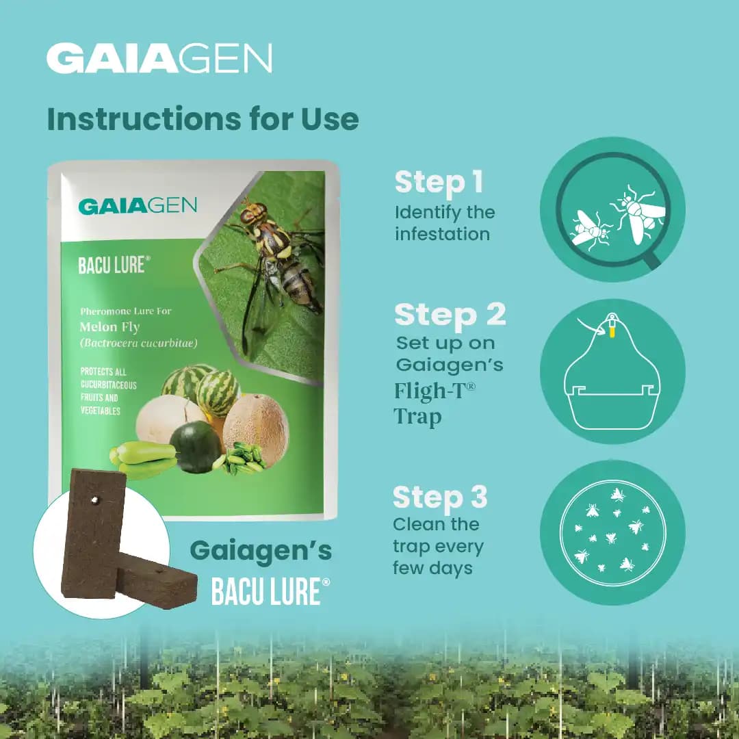 Gaiagen Pheromone Lure For Melon Fly (Bactrocera Cucurbitae) And Insect Fly Trap, IMO Certified. - Image 6