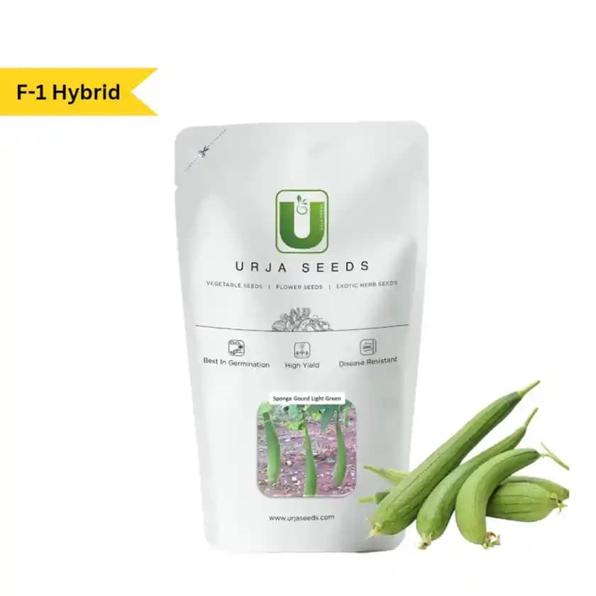 Urja F1 Hybrid Light Green Sponge Gourd Seeds, Strong And Vigorous Growing Vines With Light Green Color