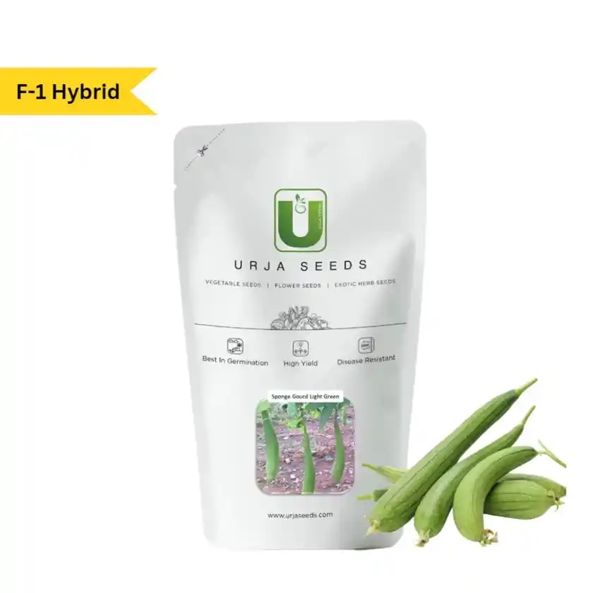 Urja F1 Hybrid Light Green Sponge Gourd Seeds, Strong And Vigorous Growing Vines With Light Green Color
