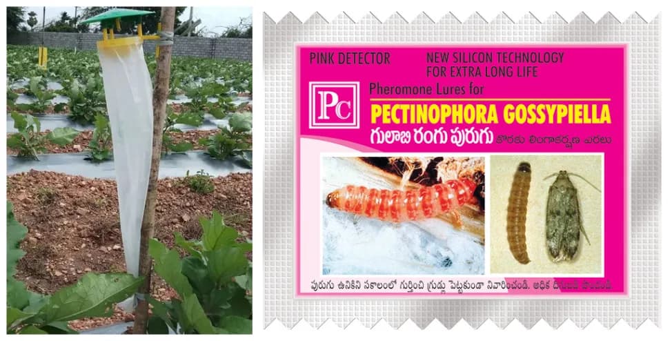 Pheromone Trap With Pectinophera Gossypilla Lure (10 Pack) Trap and Lure, Complete Set for Cotton Pink Bollworm, Protects Crops From Harmful Pests - Image 2