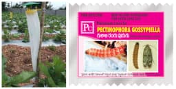 Pheromone Trap With Pectinophera Gossypilla Lure (10 Pack) Trap and Lure, Complete Set for Cotton Pink Bollworm, Protects Crops From Harmful Pests 2