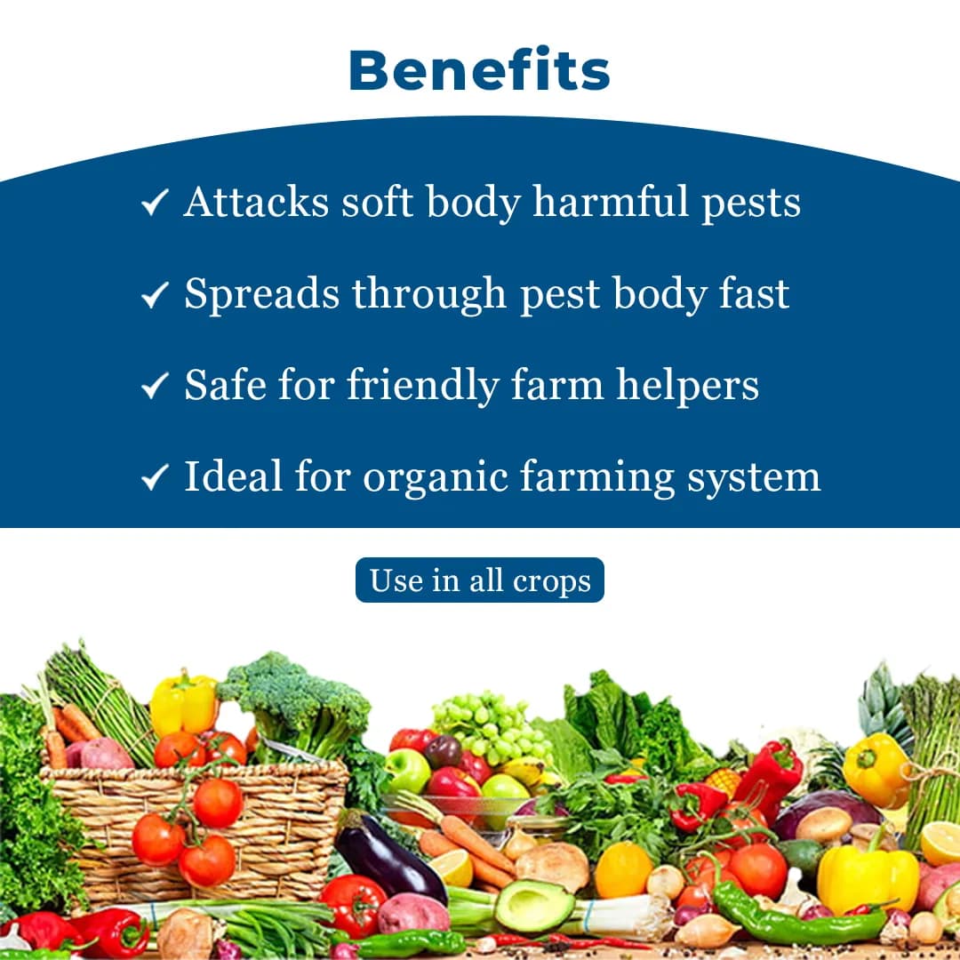 EBS Sporothrix Fungorum Bio Pesticide, Control All Types Of Mites On All Crops - Image 5