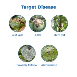 Dhanuka Dhanustin Carbendazim 50% WP Fungicide, Broad-Spectrum Systemic With Protective and Curative Action 3
