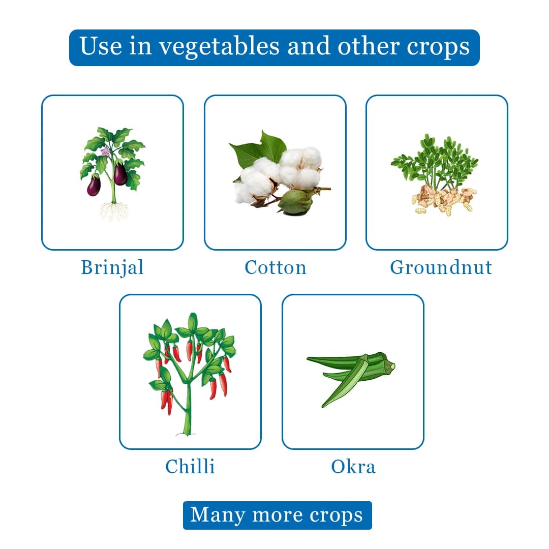 Exylon Thiazol Thiamethoxam 30% FS Insecticide, Efficient Seed Treatment For Early Pest Control - Image 4