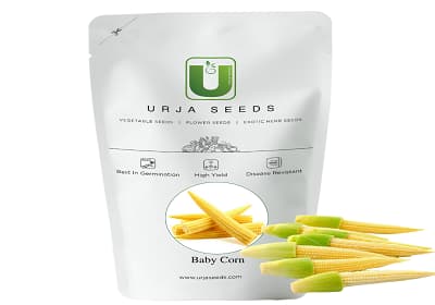 Urja Baby Corn Orion Imported, Mini Corn, Popular Variety with Excellent Marketability - Image 3