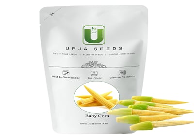 Urja Baby Corn Seeds - (Maize Seeds) Mini Corn, Popular Variety with Excellent Marketability