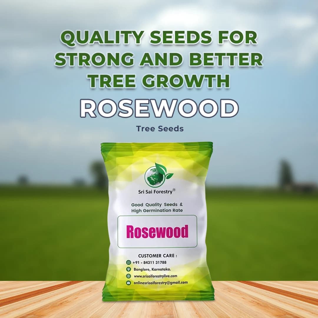 SRI SAI FORESTRY - Shisham Tree Seeds (North Indian Rosewood ) , Hard Tiber Seeds - Image 2