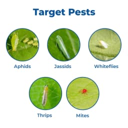 Bayer Oberon - Spiromesifen 22.9% SC Effective Against Mites, White Fly on Vegetables, Fruits, Cotton, and Tea 3