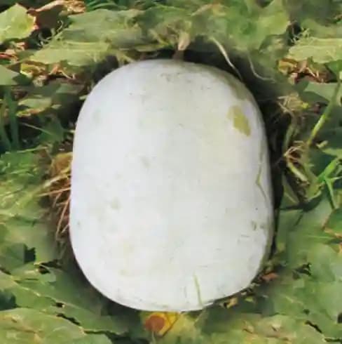 Jivit JS 201 F1 Hybrid Ash Gourd Seeds, Warm Season Crop, Oblongish Fruits - Image 2