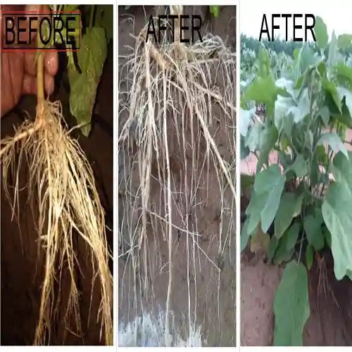 अल्बाटा रॉयल नीमा - कृषि उपयोग के लिए निमेटोड नियंत्रण, एनओसीए, सात्विक और कृषि प्रमाणित।