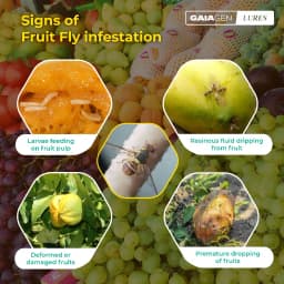 Gaiagen Pheromone Fruit Fly Lure (Bactrocera dorsalis) And Insect Fly Trap, IMO Certified 9