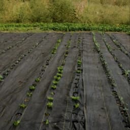 Anil Packaging 100 GSM Weed Control Mat (1.2 Meter Width x 100 Meter Length) High-Quality HDPE, Agriculture Use, Easy To Use 4