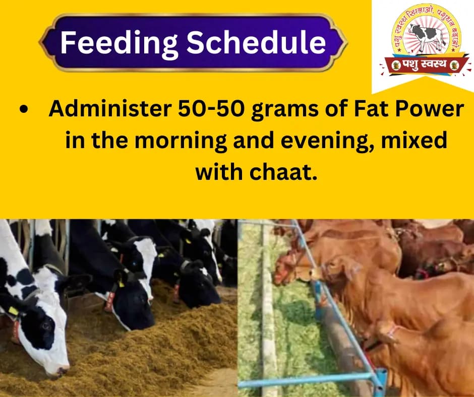 PASHU SVASTH FAT POWER, Animal Health Supplements, Content For Milk Fat & SNF Enhancer For Cattle, Buffalo And Cows - Image 3