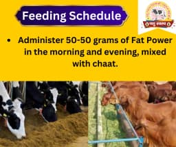 PASHU SVASTH FAT POWER, Animal Health Supplements, Content For Milk Fat & SNF Enhancer For Cattle, Buffalo And Cows 3