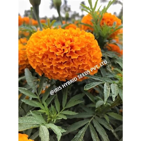 Iris IHS-786 F1 Hybrid Orange Marigold Seeds, Compact Orange Blooms, High Yield And Long Stems - Image 6
