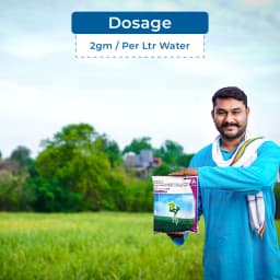 Adama Tapuz Buprofezin 15% + Acephate 35% WP, Long-Lasting and Effective Tool for BPH and WBPH in Rice 5