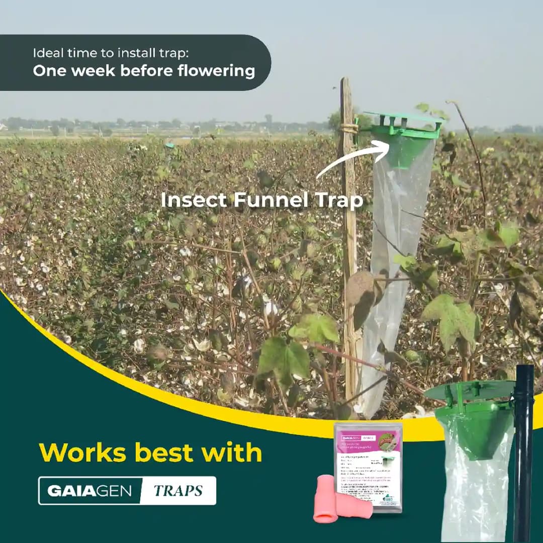 Gaiagen Pheromone Lure for Pink Bollworm (Pectinophora Gossypiella) And Insect Funnel Trap, IMO Certified. - Image 9