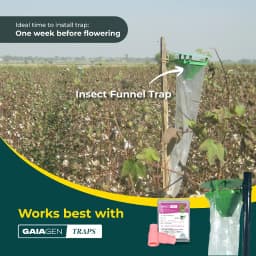 Gaiagen Pheromone Lure for Pink Bollworm (Pectinophora Gossypiella) And Insect Funnel Trap, IMO Certified. 9