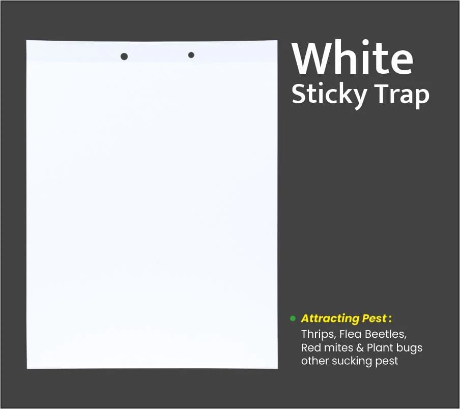 White Insect Sticky Trap for Thrips 220 MM X 280 MM, Red Mites and all Other Sucking Pests. - Image 5