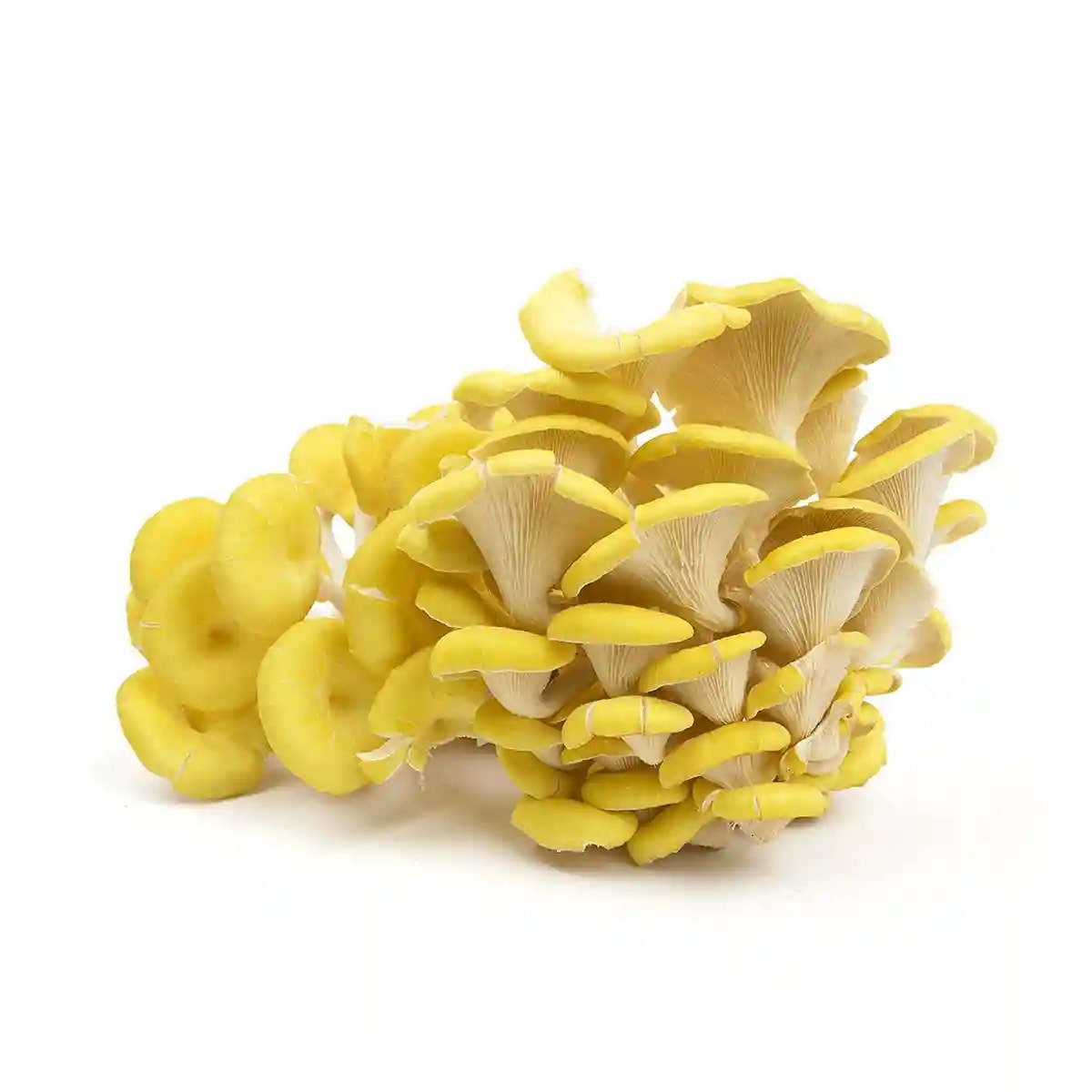 SporeKart Yellow Oyster Mushroom Liquid Culture (10ml), Cost Effective and High Quality Mushroom