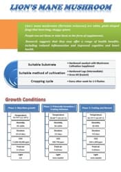 Lion\'s Mane Mushroom Spawn - Hericium Erinaceus - Image 3