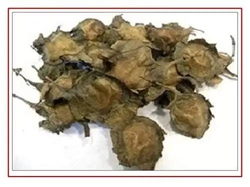 श्री साई फॉरेस्ट्री लाल चंदन वृक्ष के बीज, लाल चंदन पौधा बीज, सेंटलम एल्बम, सभी मौसमों के लिए उपयुक्त। - Image 4