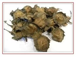 Sri Sai Forestry Red Sandalwood Tree Seeds, Lal Chandan Plant Seed, Santalum Album 4