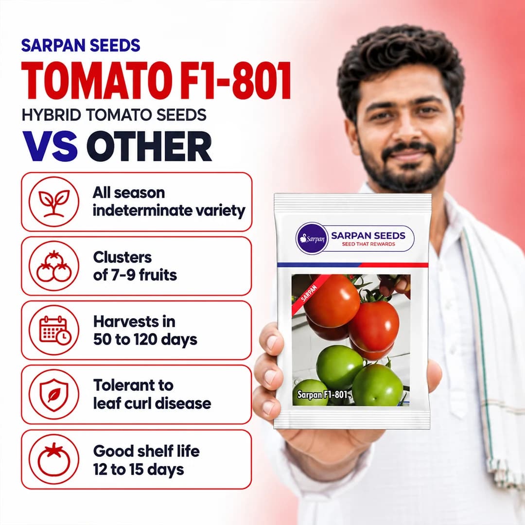 सरपन हाइब्रिड एफ1 801 टमाटर के बीज, पत्ती कर्ल, अप्रैल से सितंबर के लिए उपयुक्त। - Image 4