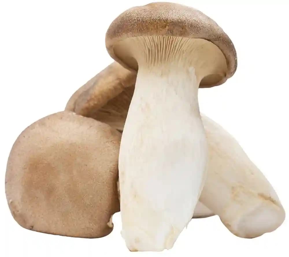 Shroomness King Oyster Mushroom Spawn Liquid Spawn, 100% Clean, Concentrated, Active Mycelium Liquid Spawn.