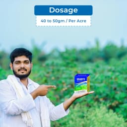 Gharda Quartz Fipronil 80% WG Insecticide, Effective Control Of Stem Borer and Leaf Folder In Rice 5