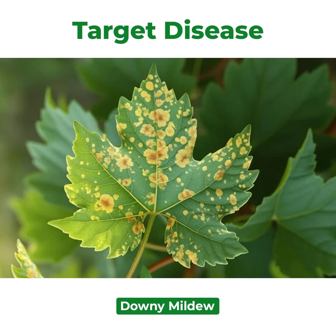 Bayer Profiler Fluopicolide 4.44% + Fosetyl-Al 66.67% ww WG Long Duration Control And Extremely Fast Action On Downy Mildew Fungus - Image 3