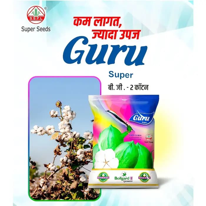 Super Seeds Guru 721 BG-II Hybrid Cotton Seeds, Big Boll And High Yield, For Irrigated and Rainfed (475 Gm) - Image 2