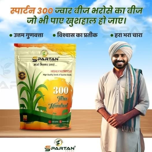 स्पार्टन 300 एफ1 संकर ज्वार के बीज, उच्च शुद्धता वाले, खरीफ, रबी और गर्मी के मौसम के लिए अनुकूल - Image 4