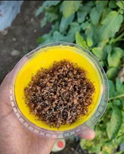 SK Agrotech Bactrocera Dorsalis Fruit Fly Pheromone Trap With Lure - Effective Solution For Mango, Papaya, Sapota, Etc. 9