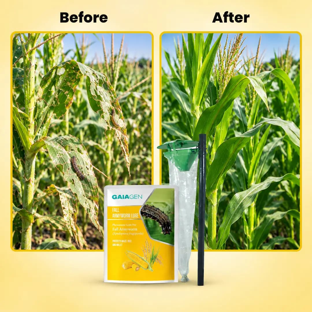 Gaiagen Fall Army Worm Pheromone Lure For Spodoptera Frugiperda And Insect Funnel Trap, IMO Certified - Image 11
