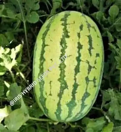 Iris Samrat Watermelon Seeds - (Tarbuj Seeds) Green Skin with Thick Dark Green Stripes - Image 4