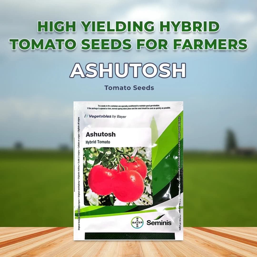 Seminis Ashutosh F1 Hybrid Tomato Seeds, Flat Round Firmness Shape, Firm Red Fruits, Early Hybrid - Image 2