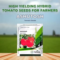 Seminis Ashutosh F1 Hybrid Tomato Seeds, Flat Round Firmness Shape, Firm Red Fruits, Early Hybrid 2
