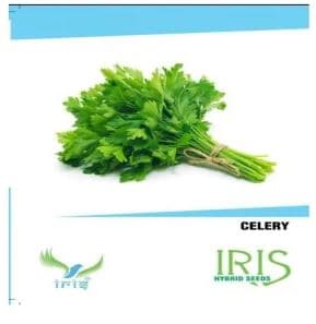 Iris Vegetable Seeds Celery, Winter Season Seeds, For Terrace And Balcony . - Image 1