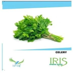 Iris Vegetable Seeds Celery, Winter Season Seeds, For Terrace And Balcony .